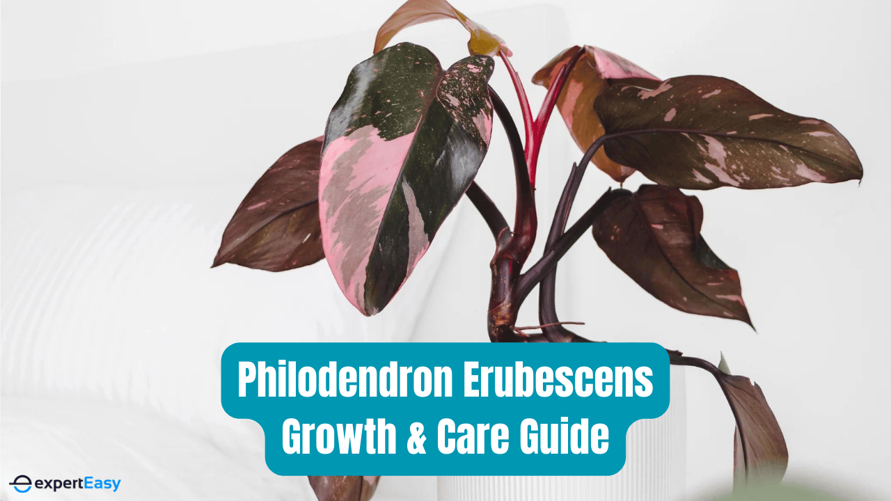 How to Grow and Care for Philodendron Erubescens?