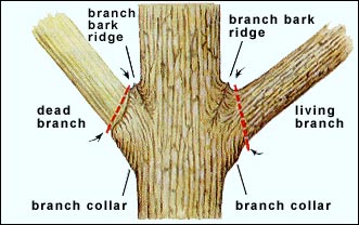 tree branch diagram