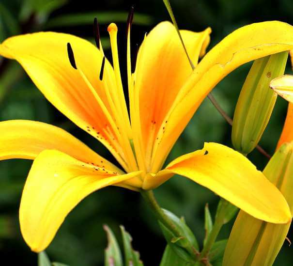 garden lily