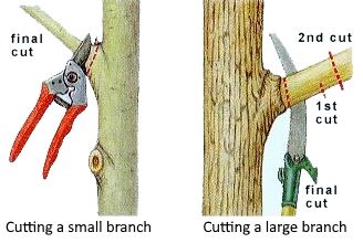 where to cut the tree